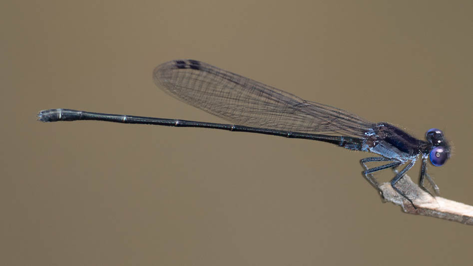 Argia translata (Dusky Dancer) male-2.jpg